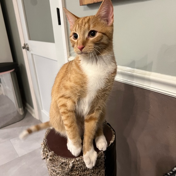 Meet your Posher, Natasha - Picture 10 of 10